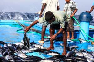 މިއަހަރު މަސްވެރިންނަށް 10.4 މިލިއަން ދޫކޮށްފި