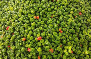 މިރޯދަމަހު ކަނޑޫދޫ މިރުހުން ލިބުނު އާއްމްދަނީ އިތުރުވާނެ: ކަނޑޫދޫ ކައުންސިލް